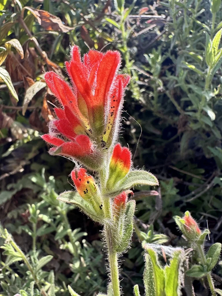 Castilleja Affinis