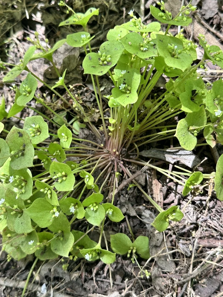 Claytonia Perfoliata