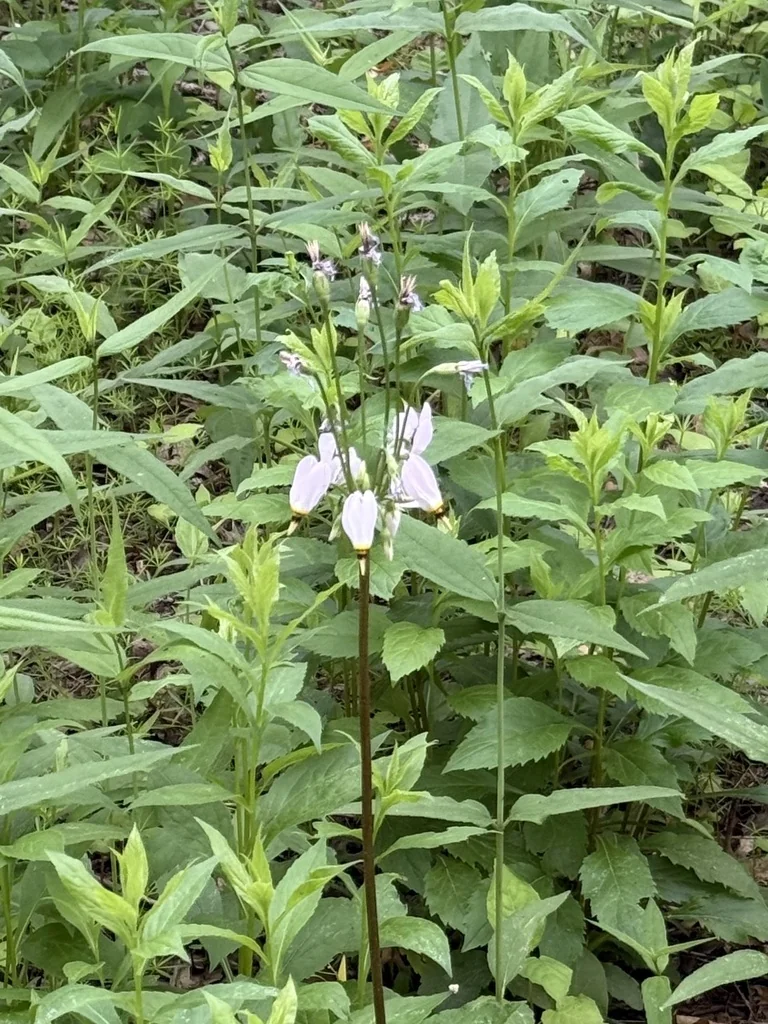 Dodecatheon Meadia