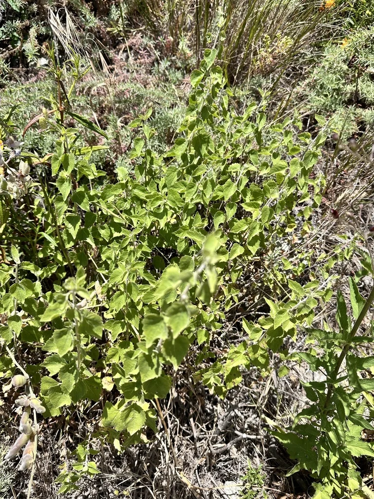 Brickellia Californica