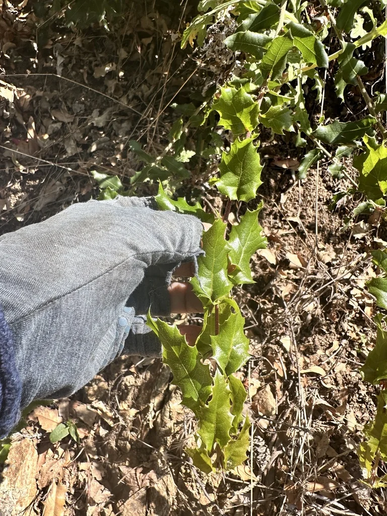 Quercus Wislizenii