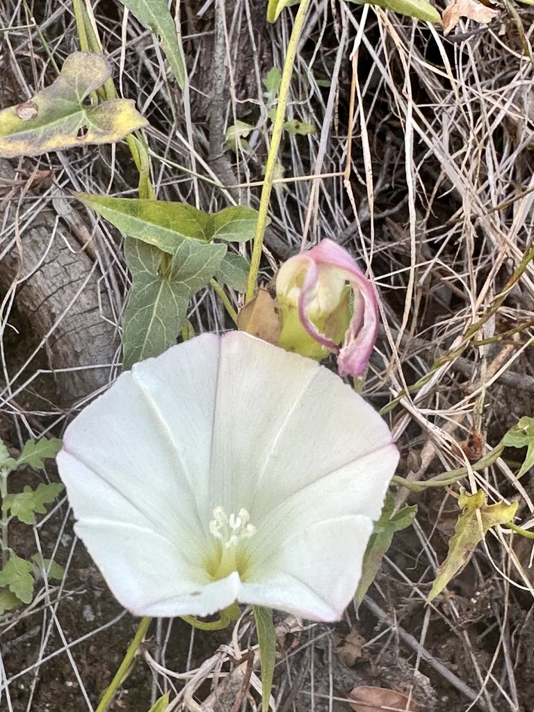 Calystegia Macrostegia