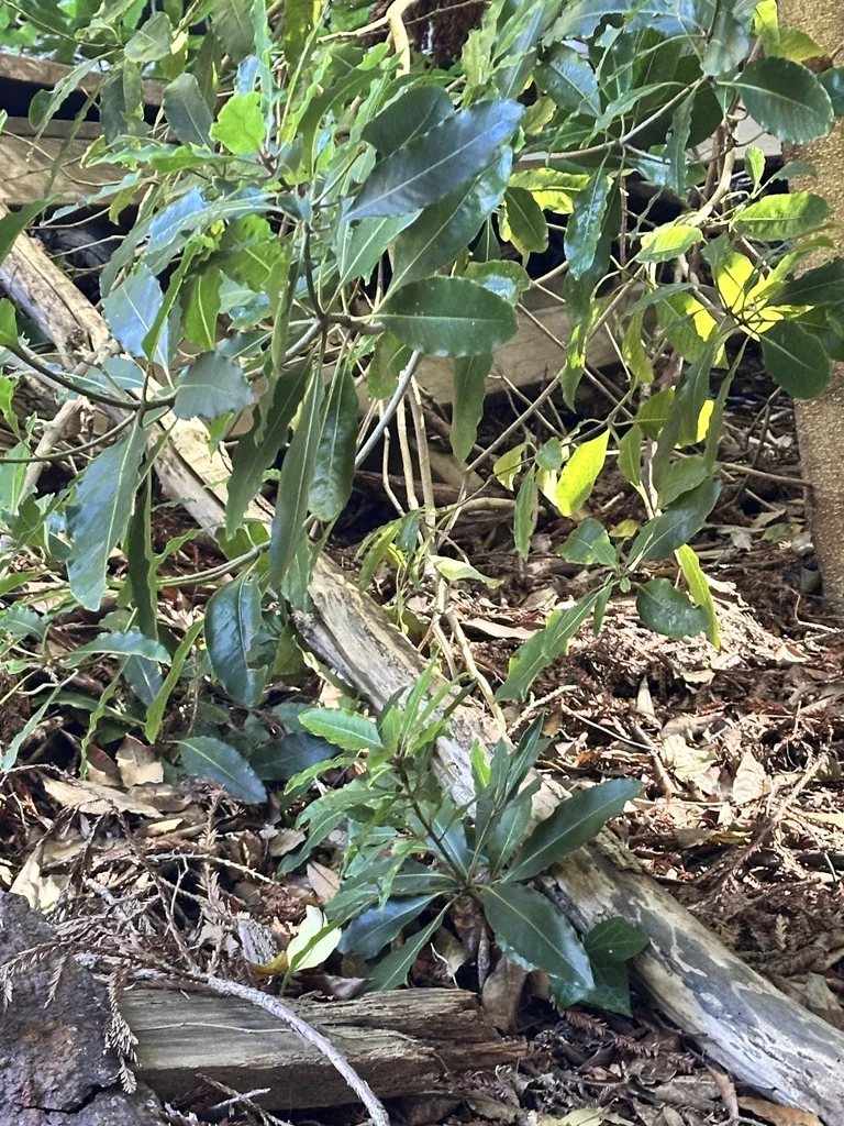 Pittosporum Undulatum