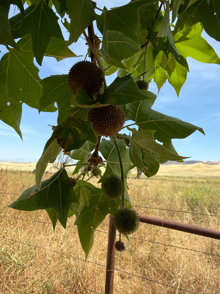 Platanus Racemosa