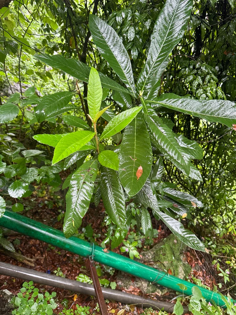 Eriobotrya Japonica