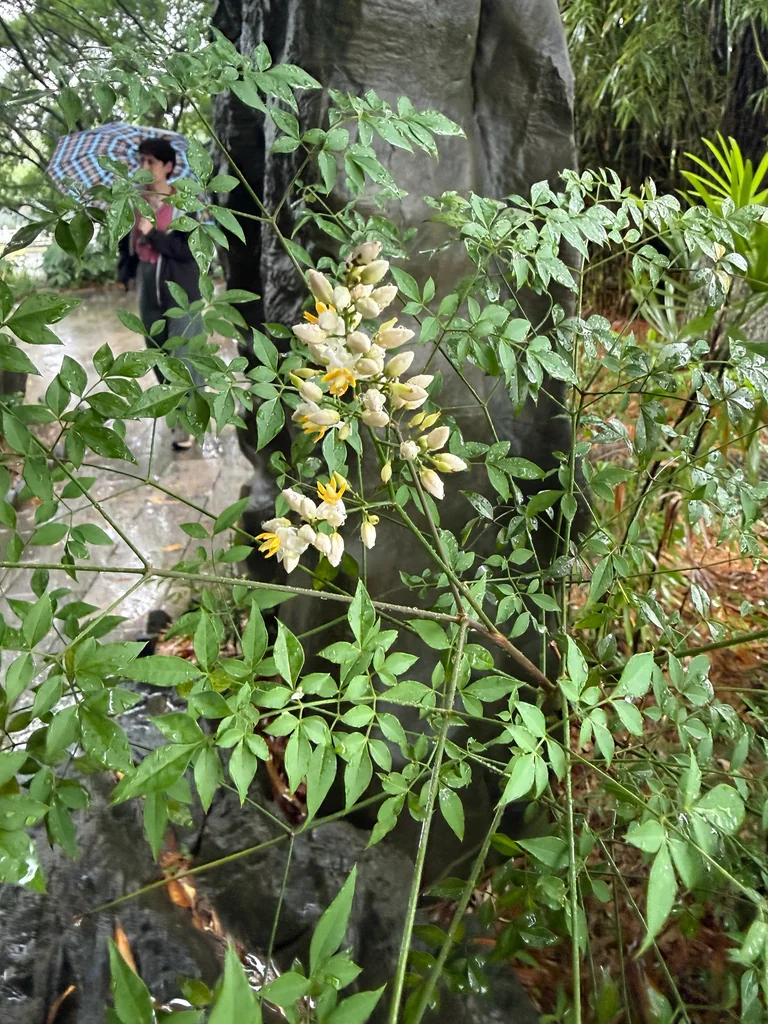 Nandina Domestica