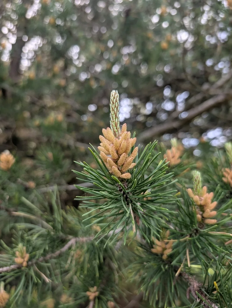 Pinus Contorta Var. Contorta