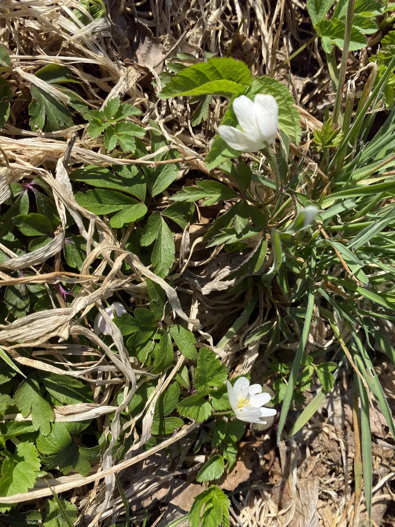 Anemone Nemorosa