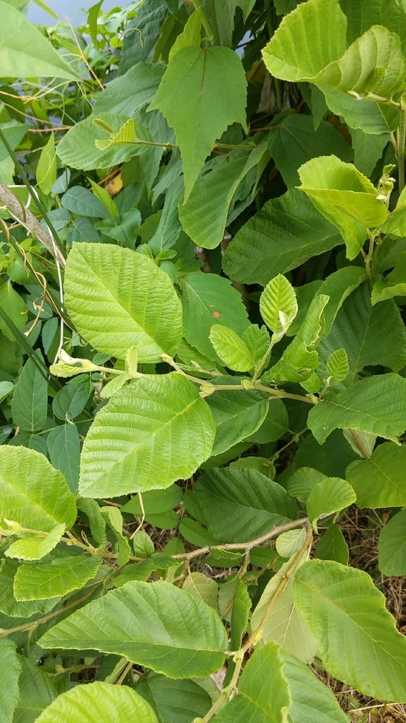 Alnus Serrulata