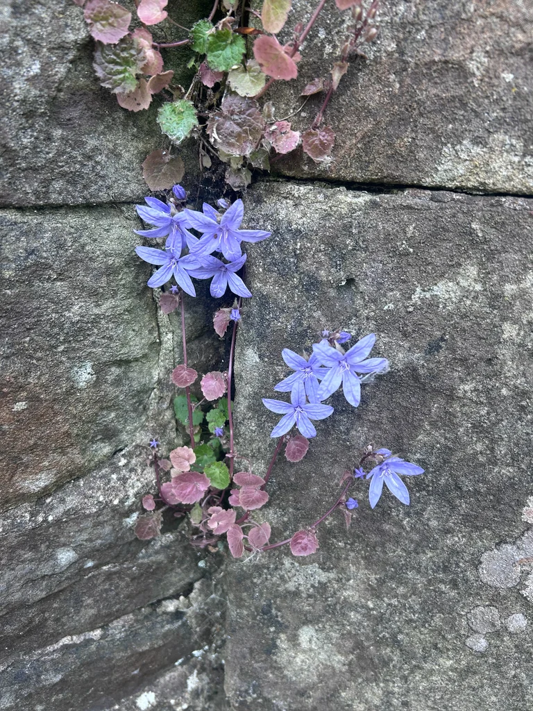 Campanula Poscharskyana