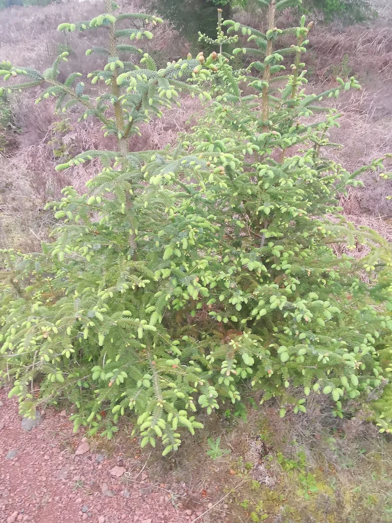 Picea Sitchensis