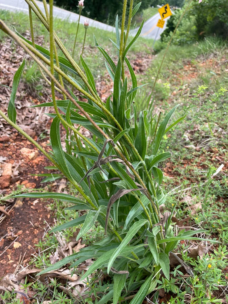 Echinacea Pallida
