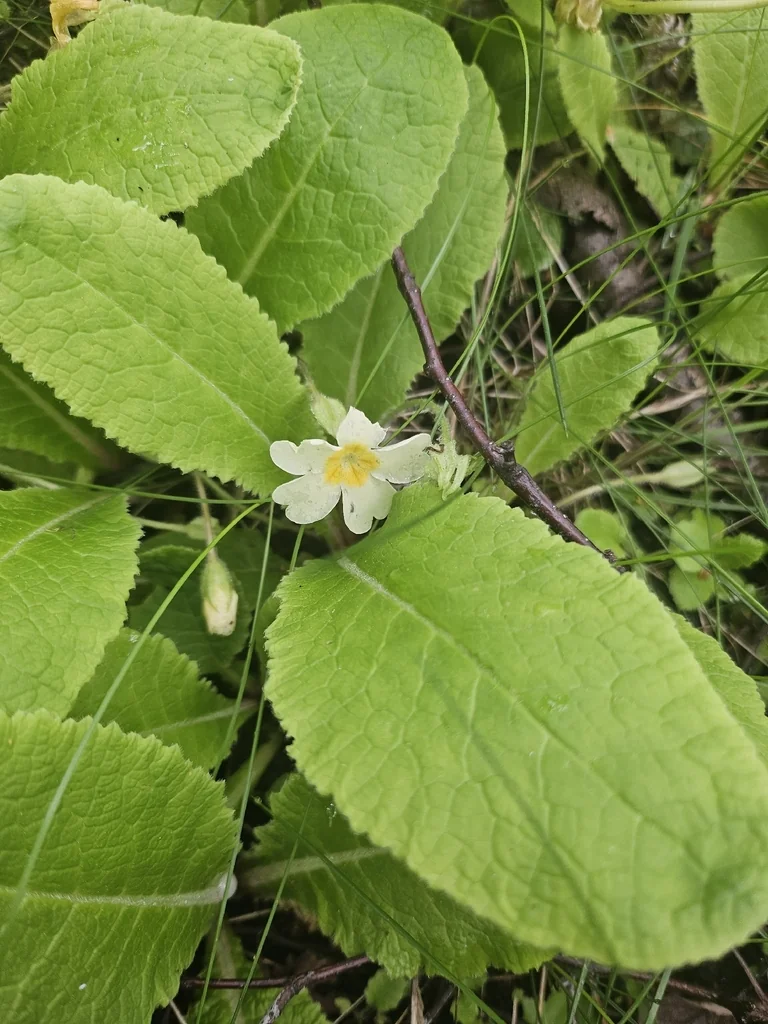 Primula vulgaris