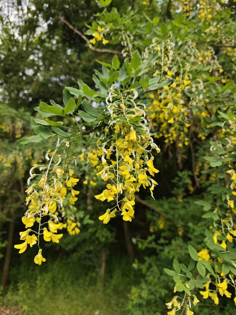 Laburnum Anagyroides