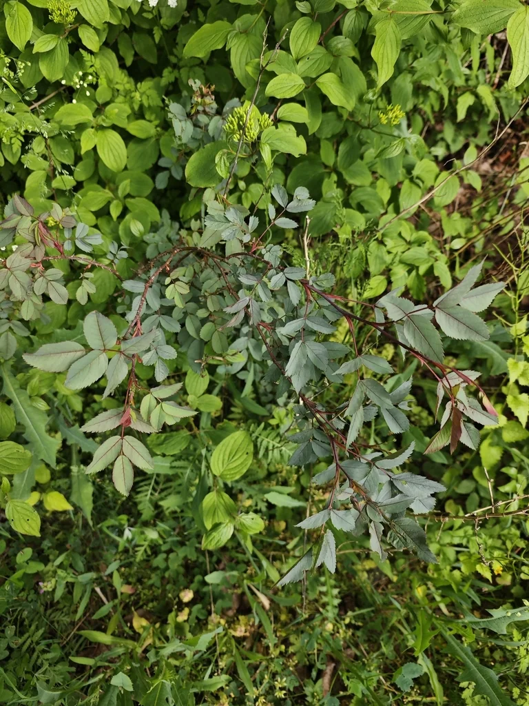 Rosa Glauca