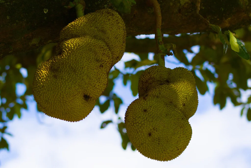 Artocarpus Heterophyllus