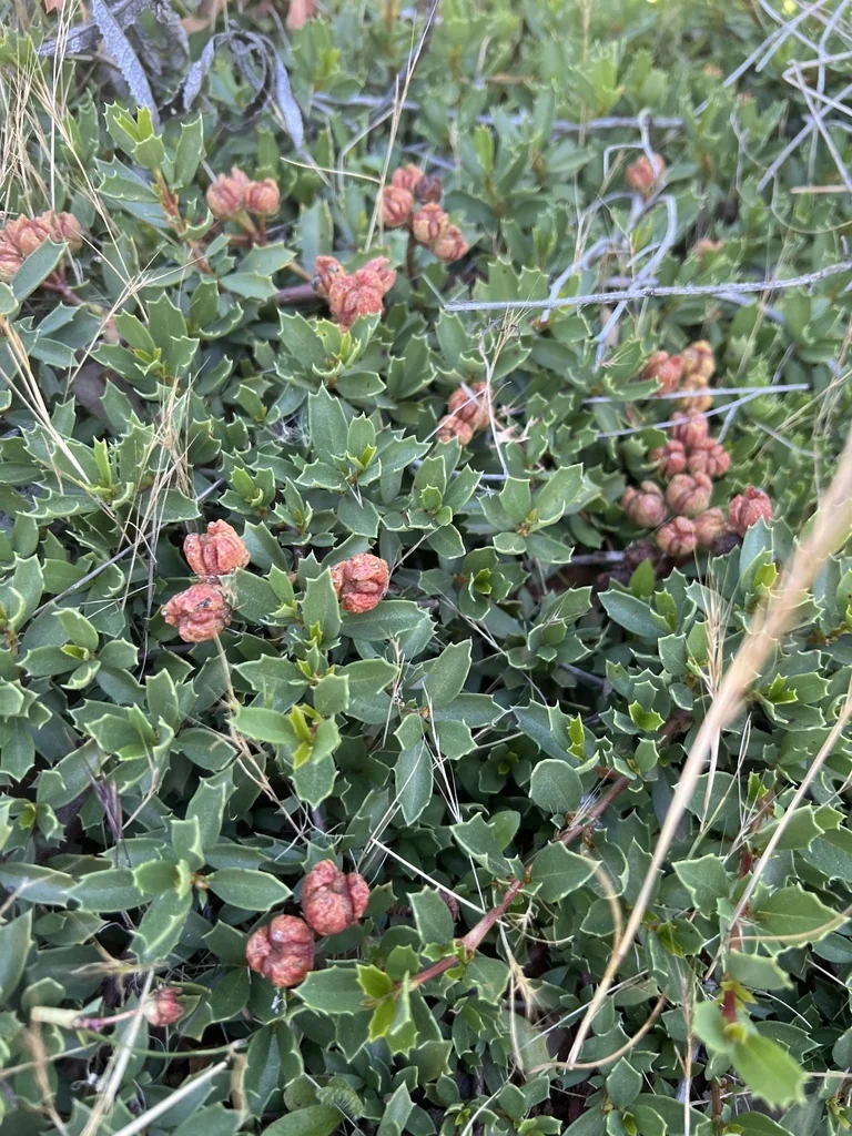 Ceanothus Prostratus