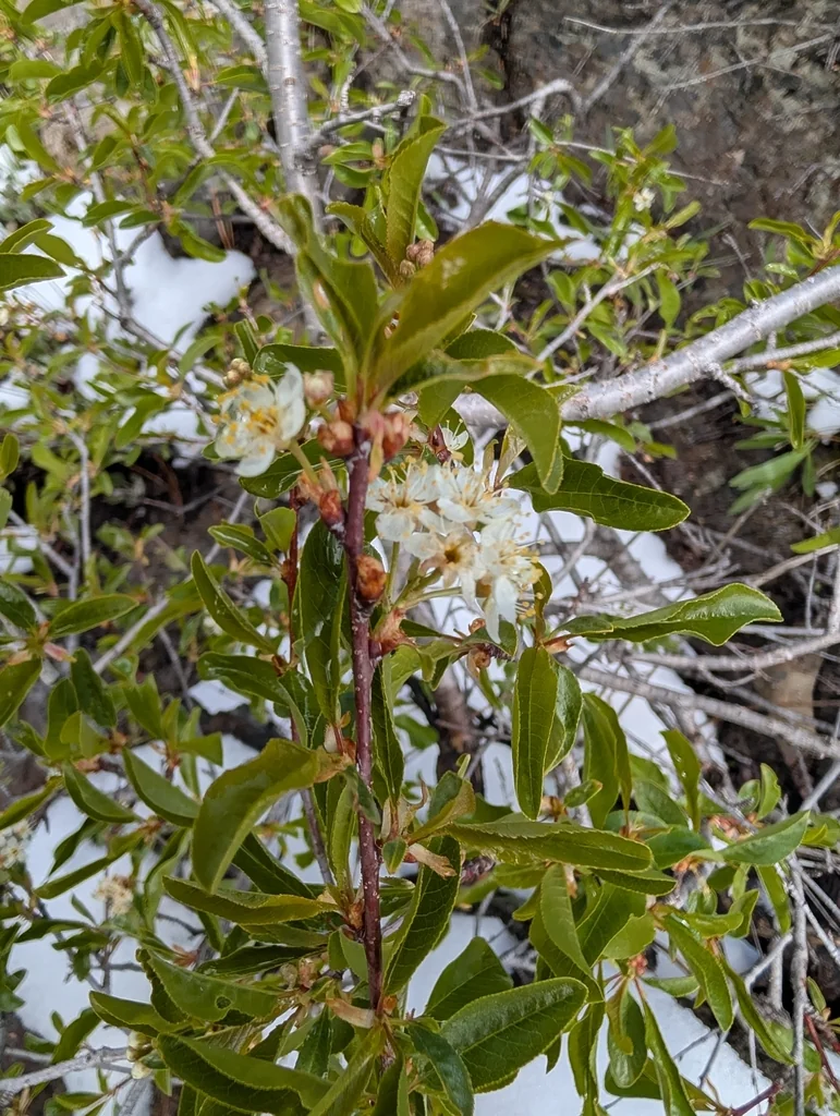 Prunus Emarginata