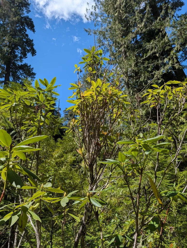 Rhododendron Macrophyllum