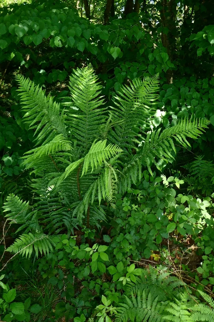Dryopteris Affinis
