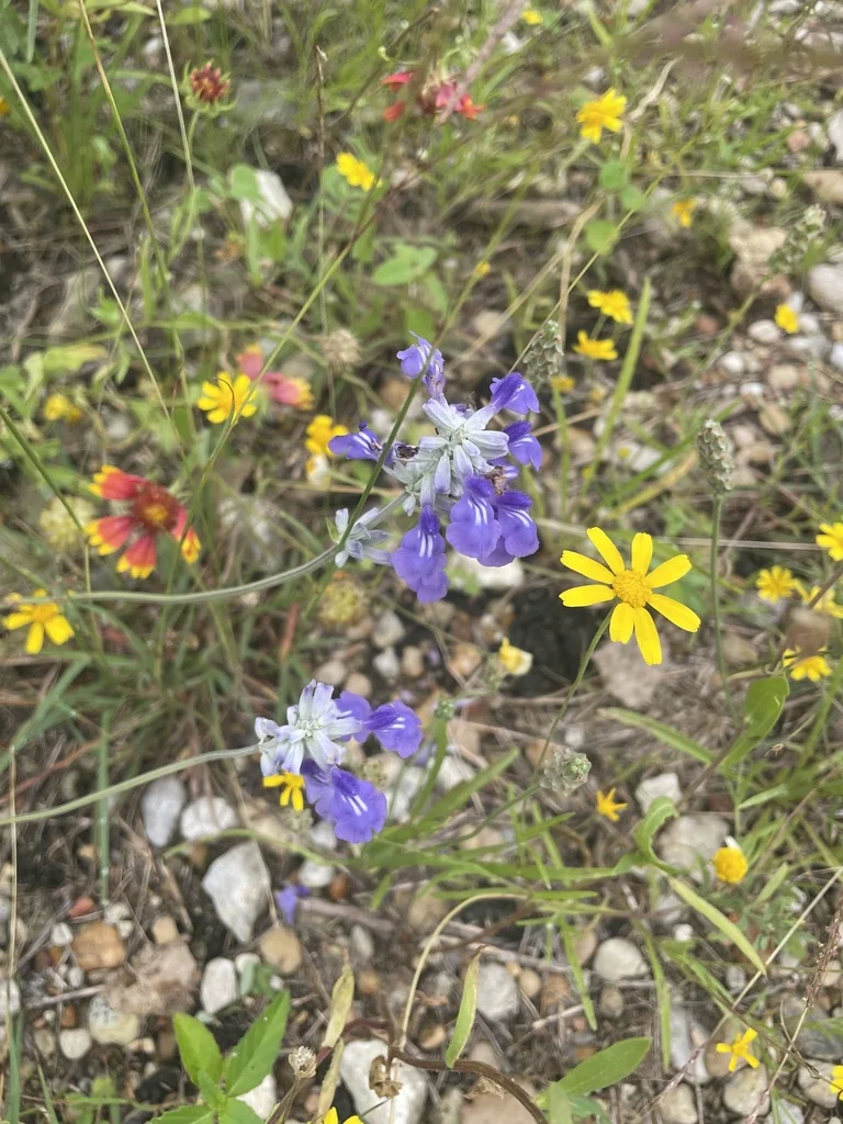 Salvia farinacea