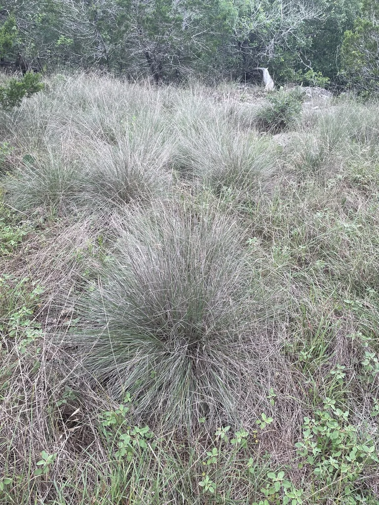 Muhlenbergia Reverchonii