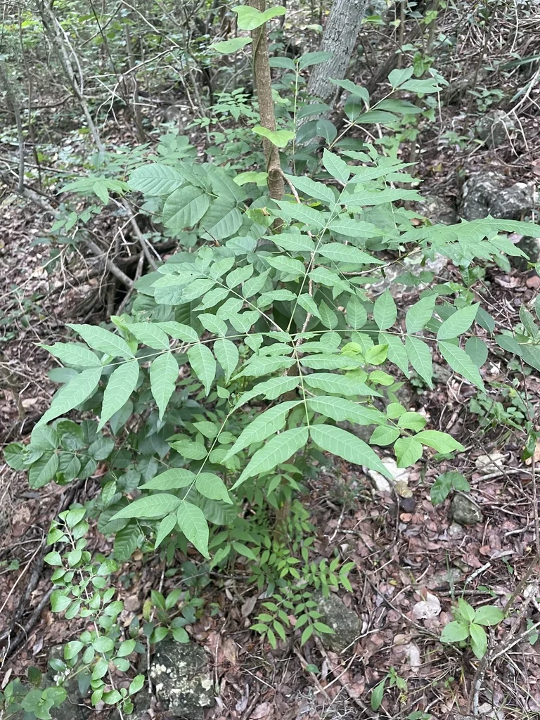 Pistacia Chinensis