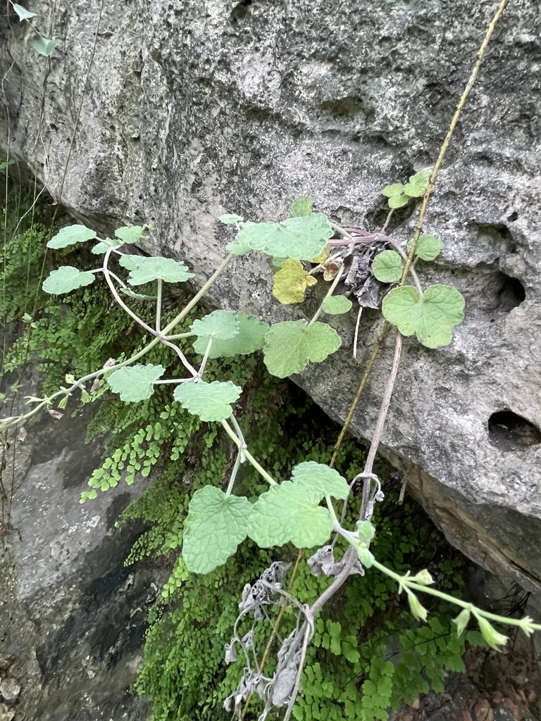 Salvia Roemeriana
