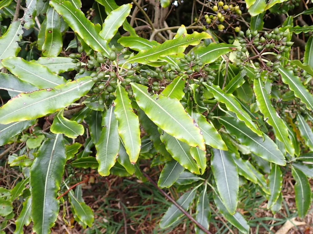 Pittosporum Eugenioides