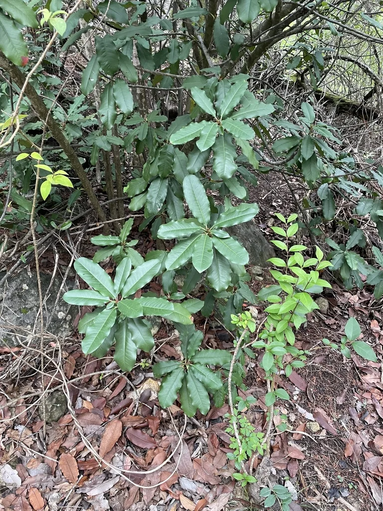 Photinia Serratifolia