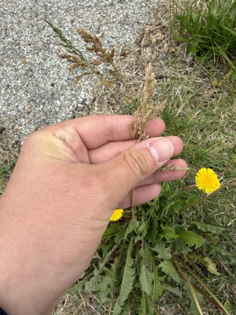 Poa Pratensis