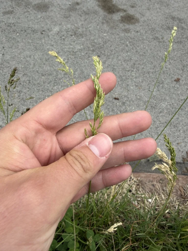 Poa Pratensis