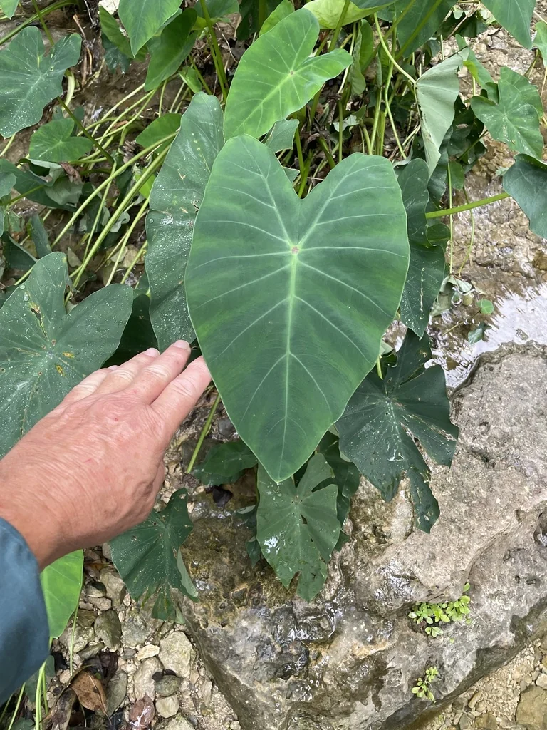 Colocasia esculenta