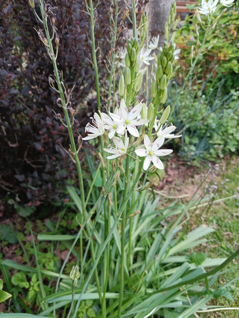 Camassia Leichtlinii