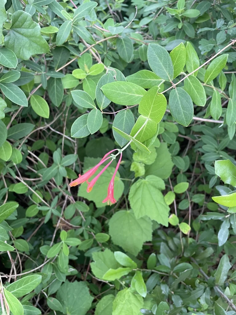 Lonicera Sempervirens