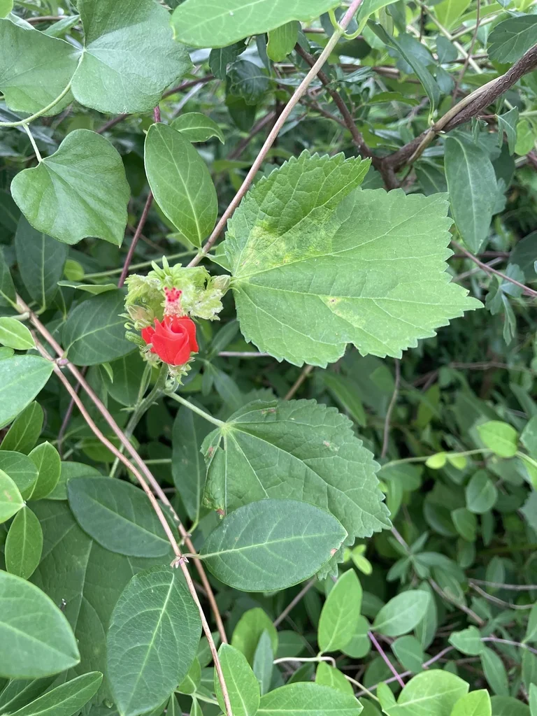 Malvaviscus Arboreus