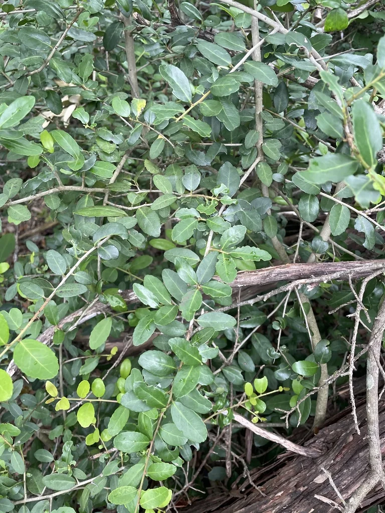 Ilex Vomitoria