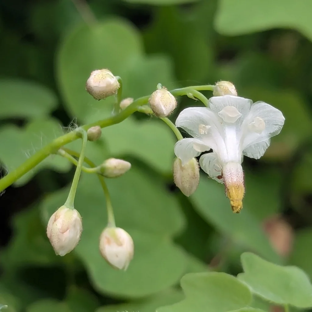 Vancouveria Hexandra