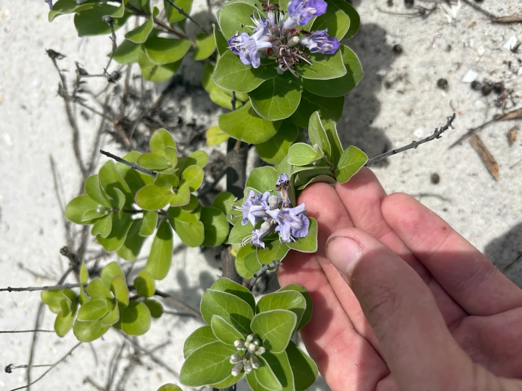 Vitex Rotundifolia