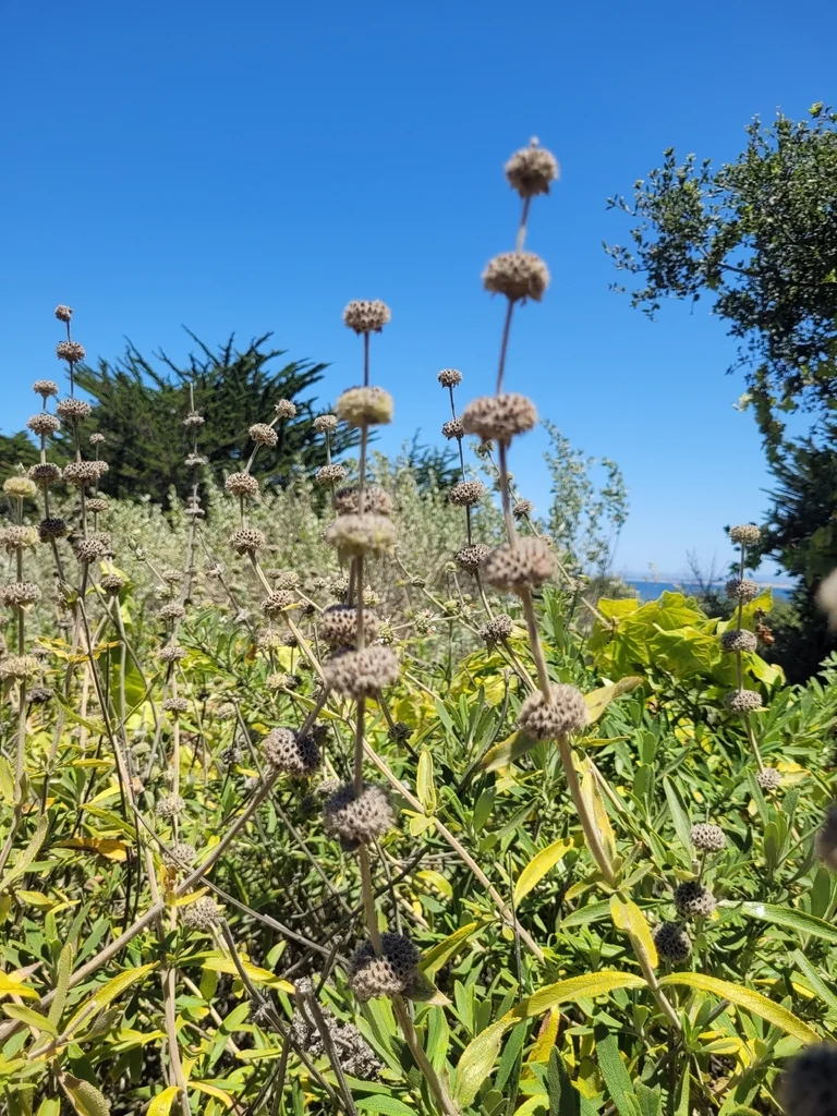 Salvia Mellifera