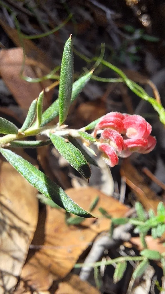 Grevillea Lavandulacea