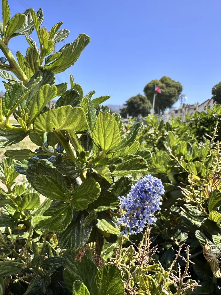 Ceanothus Thyrsiflorus