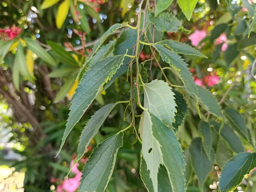 Celtis Australis