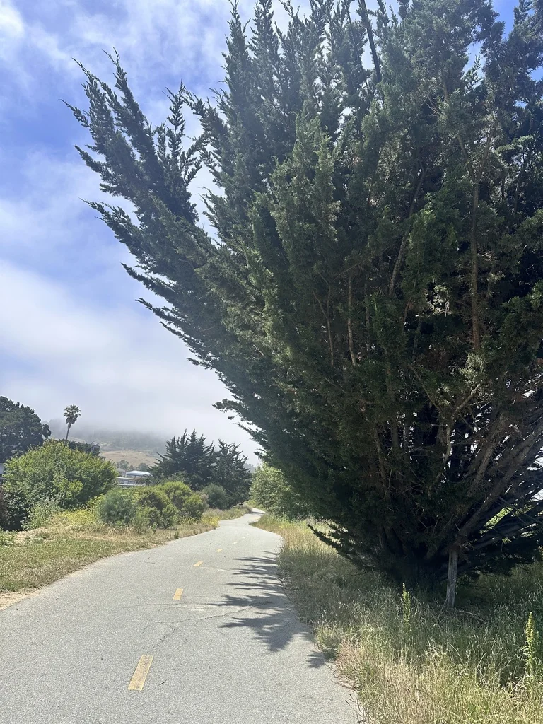Cupressus Macrocarpa