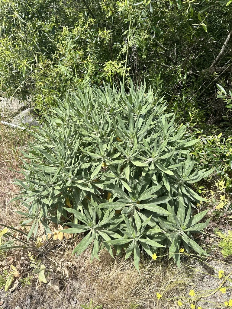 Echium Candicans