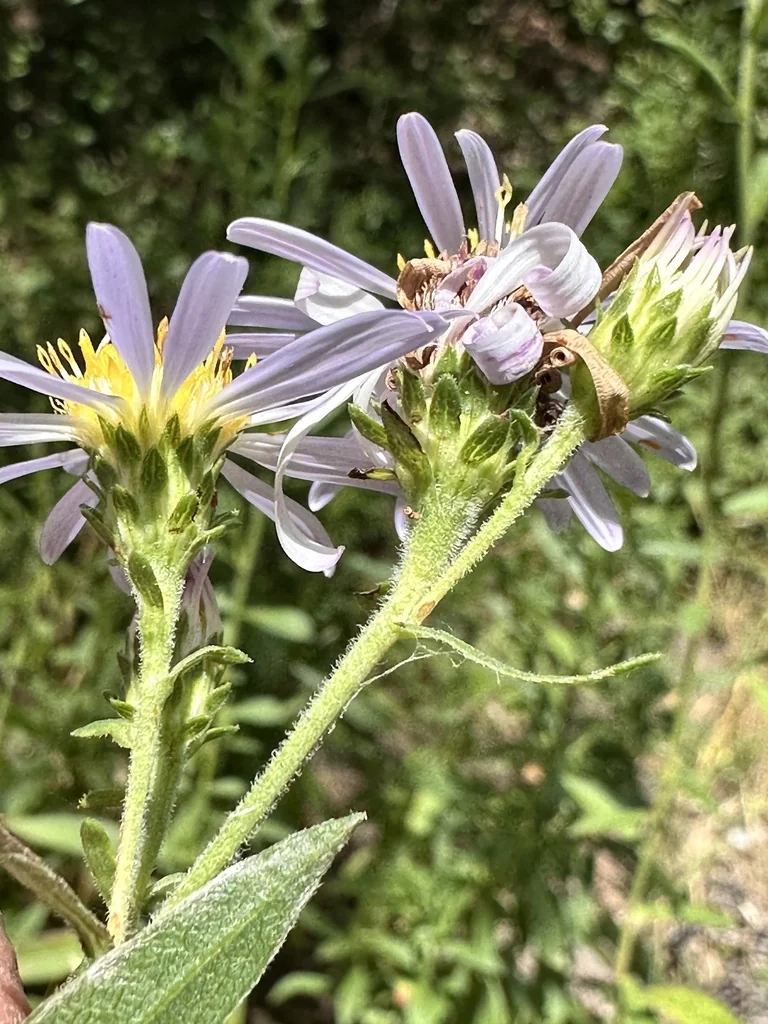 Symphyotrichum Chilense
