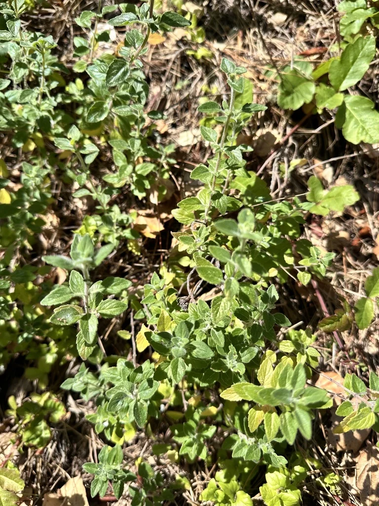 Monardella Villosa