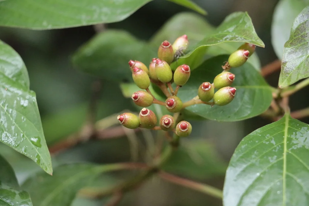 Hamelia patens