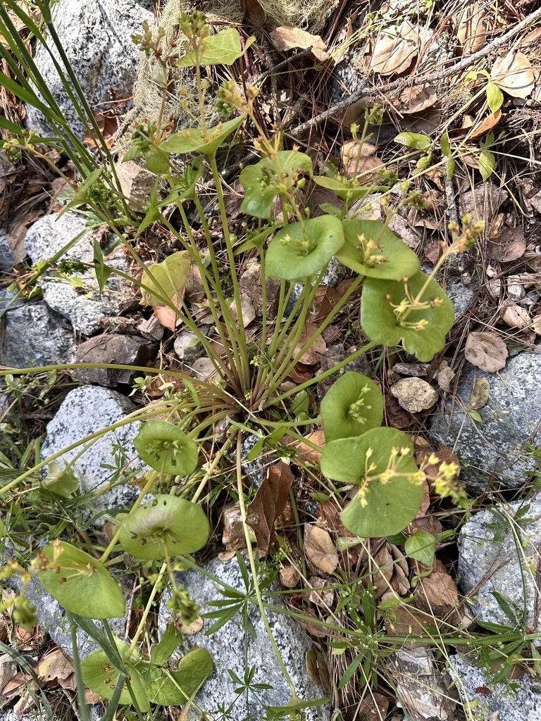 Claytonia Perfoliata