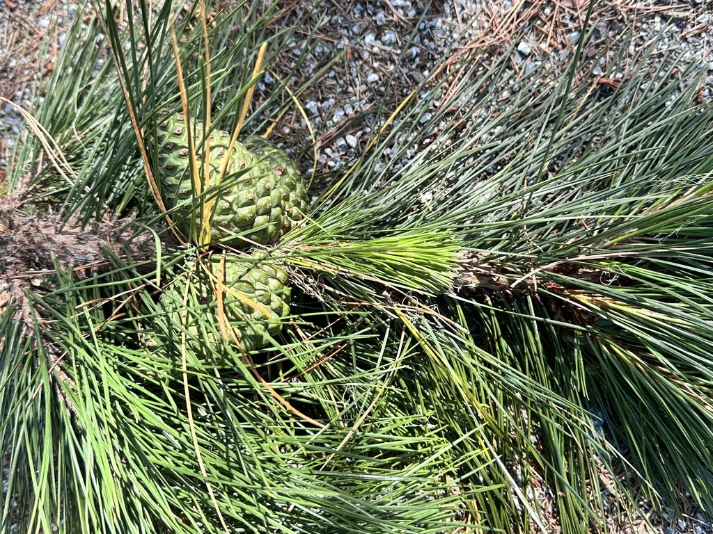 Pinus Radiata